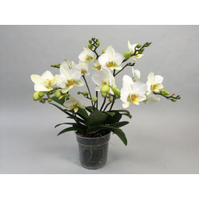 Phalaenopsis Lausanne (5 Rispen)