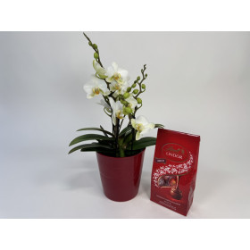 Phalaenopsis Lausanne Geschenkset (inkl. Übertopf & Lindor Mischung)