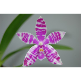 Phalaenopsis lueddemaniana (blühstark, noch nicht in Knospe/Blüte)