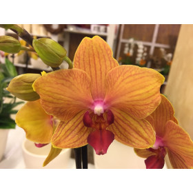 Phalaenopsis My Monroe 'Bronze' (2 Rispen)