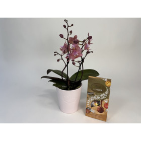 Phalaenopsis Odorion Geschenkset (Duft-Orchidee inkl. Übertopf & Lindor Mischung)