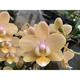 Phalaenopsis Liodoro (2 Rispenansätze) | Orchideen-Wichmann.de - Highest  horticultural quality and experience since 1897