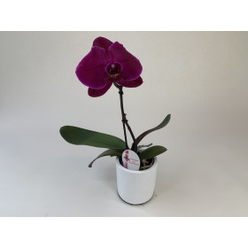 Phalaenopsis Big Singolo 'Fusa' (1 Blüte, inkl. Übertopf)