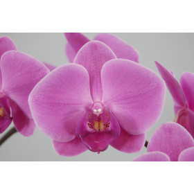 Phalaenopsis Texel (2 Rispen)