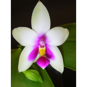 Phalaenopsis violacea 'Borneo'