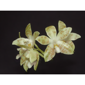Phalaenopsis zebrina