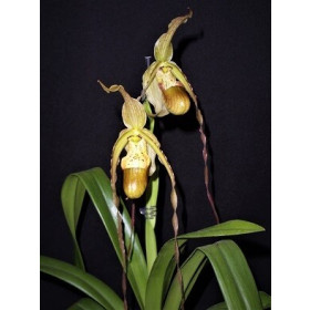 Phragmipedium Wössner Supergrande