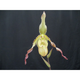 Phragmipedium Alice