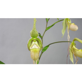 Phragmipedium Memoria Garren Weaver