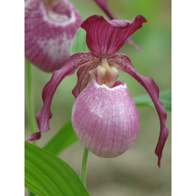 Cypripedium Philipp (mit neuem Austrieb)