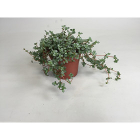 Pilea glauca