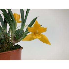 Promenea silvana (2-3 Blüten)