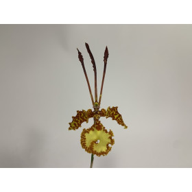 Psychopsis kramerianum (blühstark, nicht in Knospe/Blüte))