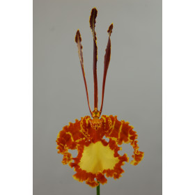 Psychopsis Mariposa 'Green Valley'