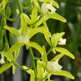 Cymbidium Pumilow (2-3 Rispenansätze)