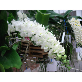 Rhynchostylis gigantea 'alba' (1-2 Rispenansätze)