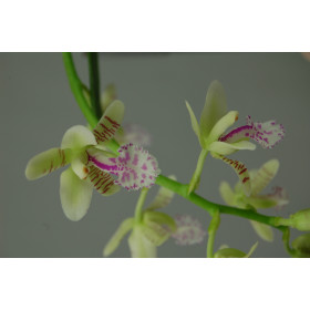 Sedirea japonica