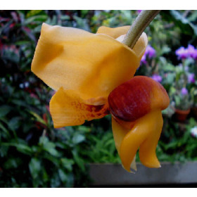 Stanhopea connata