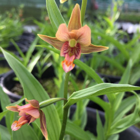 Epipactis thunbergii x gigantea 'red leaf'
