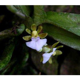 Trichoglottis triflora