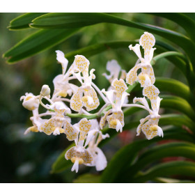 Vanda tricolor 'suavis alba'