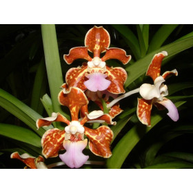 Vanda limbata