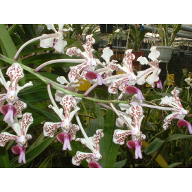 Vanda tricolor 'suavis'