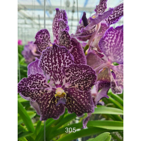 Vanda Exotic Purple (in Knospe / Blüte)