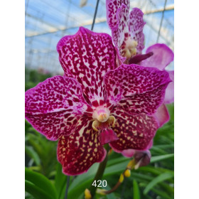 Vanda tricolor Hybride ´Dragon Fire Lip´ Duft NEW blühstark Orchidee Orchideen 