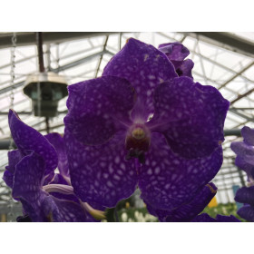 Vanda New Blue (in Blüte/Knospe)