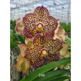 Vanda Ocelot Moccha (in Blüte / Knospe)