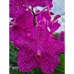 Vanda Rosy Sunset (in Knospe / Blüte)