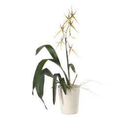 Brassia Hybride, 1 Rispe (inkl. Übertopf)