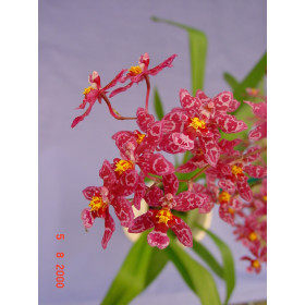 Wilsonara Kolibri (1 Rispe)