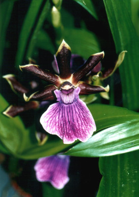 Zygopetalum Hybride (Jungpfl.)