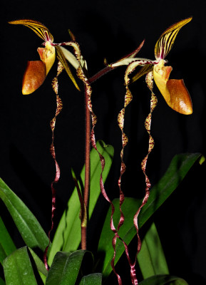 Paphiopedilum sanderianum