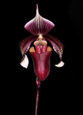 Paphiopedilum curtisii