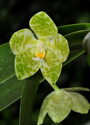 Phalaenopsis gigantea 'alba' (Jgpfl.)