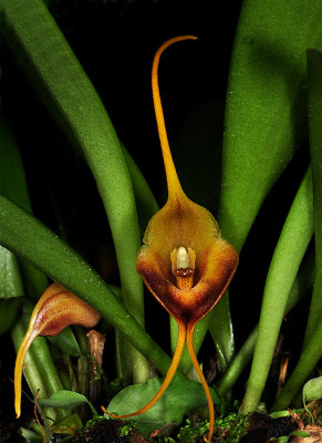 Masdevallia curtipes