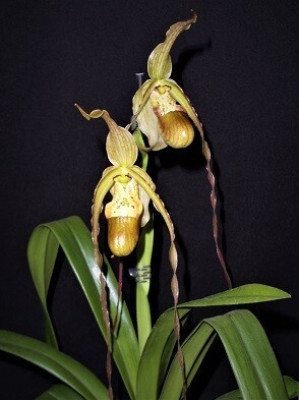 Phragmipedium Wössner Supergrande