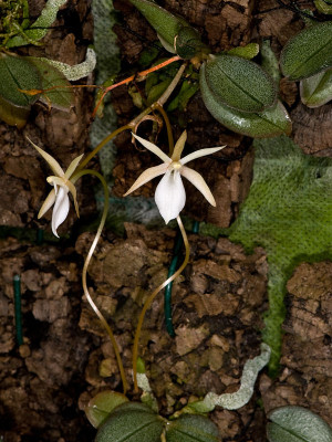 Aerangis punctata