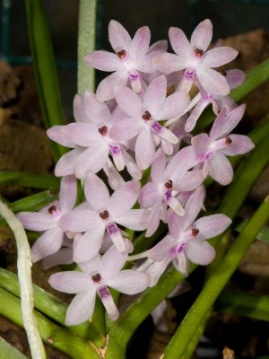 Ascocentrum christensonianum (in Blüte/Knospe)