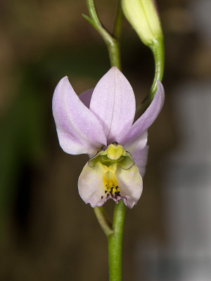 Barkeria whartoniana