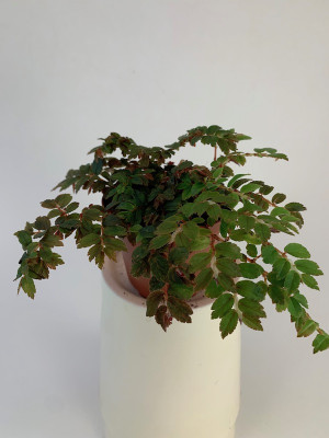 Begonia foliosa miniata