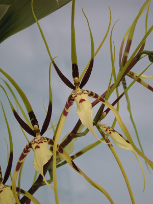 Brassia Rex