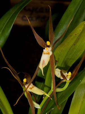 Brassia keiliana