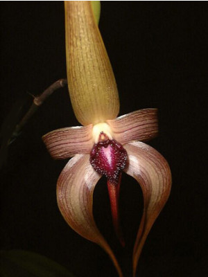 Bulbophyllum echinolabium