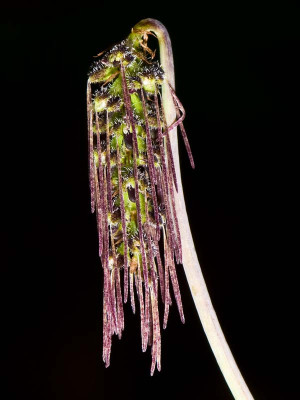 Bulbophyllum lemniscatoides