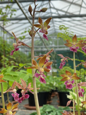 Calanthe discolor x tricarinata (abgeblüht / pflanzbereit)