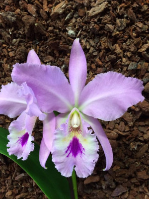 Cattleya labiata (1 Blütenstiel)